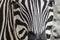 Muzzle of zebra close-up