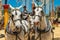 Muzzles of a pair of beautiful Andalusian horses of light gray color on the Horse Feria, Jerez de la Frontera.14.05.2019