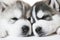 Muzzles of sleeping Siberian husky puppy dogs