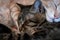 Muzzles sweet tabby cats sleeping and hugging on bed