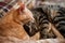 Muzzles two adorable tabby cats sleeping and hugging with paws