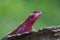 Mwanza flat-headed rock agama