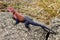 The Mwanza flat-headed rock agama lizard