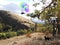 My adventuresome black and white cat taking a whimsical trip with colorful balloons