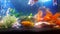 My aquarium with val teil goldfishes