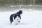 My beauty Turkse Angora walking in the snow in my garden