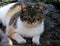 My best friend cat named Liza lying in clay in the greenhouse. Beautiful colour cat playing in many colours, mainly orange and bla