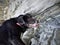 My black dog exploring a cave