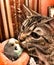 My cat kissing my bird