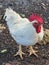 My cute rooster is white and red color