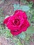 My cute rose flower
