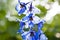 It is my favorite flower. morning. larkspur flowerbed. spring bloom. nature environment, ecology. summer garden. villatic holiday