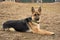 My favorite German shepherd guarding his house.