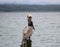 My favourite pelican in the lake