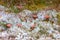 My garden. Fly Agaric red fungus growing in the wild in winter. Group of exotic looking poisonous mushrooms sprouting in