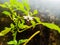 In my garden, pepper trees, pepper flowers are blooming.  Will catch the pepper too soon.