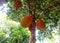 My jackfruit trees have been fruitful in front of my house, the big fruit is large and the leaves are lush