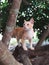My kitten is like nature at outdoor