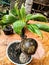 my own green coconut bonsai. very beautiful for indoor or outdoor decoration