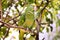 My parrot on gree tree branch