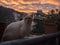 My pet on the balcony in the sunrise