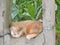 my pet cat home friend beauty lazy