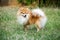 my pet is pomeranians