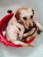 My pet& x27;s first bath.  Labrador retriever bathing in a small bowl