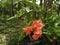 My plants is Beautiful orange Bougenville flower