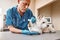 My poor patient. Professional middle aged veterinarian in work uniform bandaging a paw of a small dog lying on the table