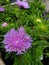 My Purple Scabious