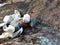 My shell collection with colored pebbles on the beach