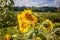 My sunflowers starting to bloom