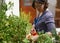 My tomatoes are looking lovely this season. A middle-aged woman picking home-grown tomatoes in her garden.