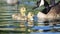 My Two Children - geese mother goselings -