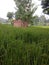 My village have green crop that is looking so beautiful