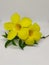My Yellow bell flower love