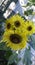 My yellow sunflowers bring smiles
