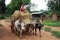 Myanmar man driving a wagon of straw with two cows