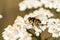 Myathropa florea hoverfly on Achillea millefolium