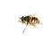 Myathropa florea hoverfly mimicry insect