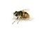 Myathropa florea hoverfly mimicry insect