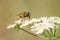 Myathropa florea hoverfly pollinating on the white flowers