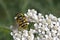 Myathropa florea, Syrphid fly on Yarrow bloom