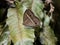 Mycalesis gotama chinese bushbrown butterfly on leaf 2