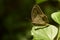 Mycalesis visala, the long-brand bushbrown, is a species of satyrine butterfly found in south Asia.