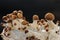 Mycelium block of psychedelic psilocybin mushrooms Golden Teacher. Micro growing of psilocybe cubensis on black background