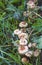 Mycelium of small French honey agarics growing in a row in a meadow in the grass