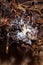 Mycelium of tricholoma mushroom in autumn forest, soft frocused macro shot