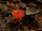 Mycena acicula, commonly known as the orange bonnet, or the coral spring Mycena, Mycenaceae